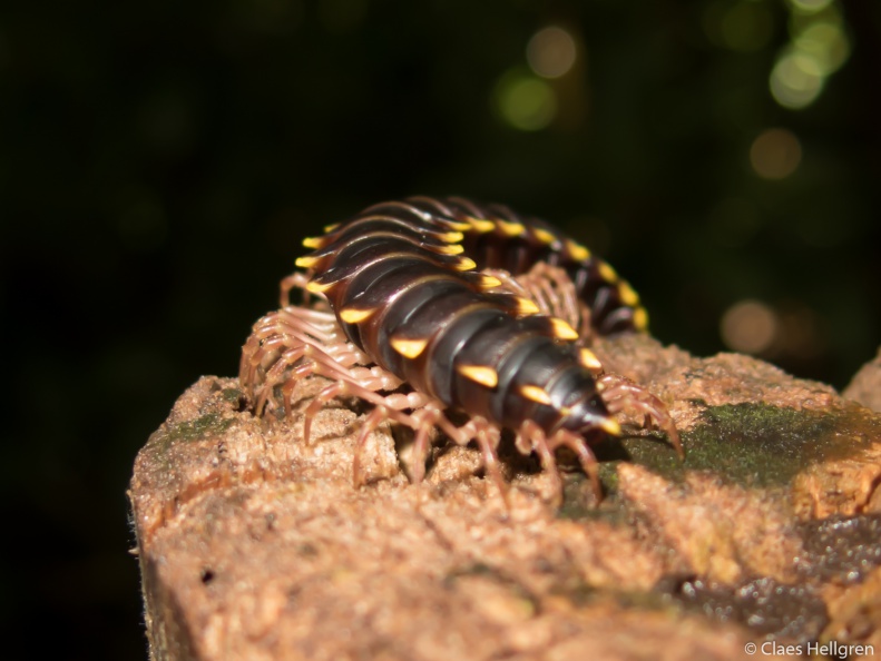 Costa_Rica_2014-29.jpg