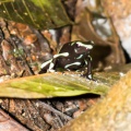 Costa Rica 2014-31
