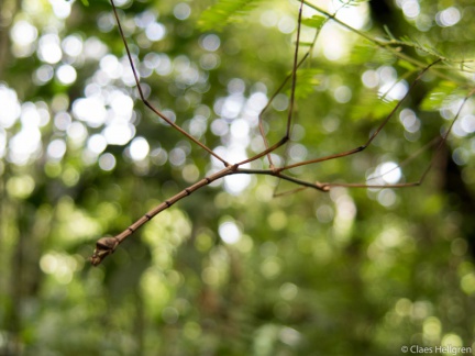 Costa Rica 2014-33