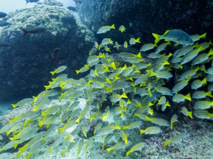 Isla del Coco 2014-4