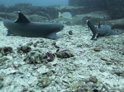 Isla del Coco 2014-13