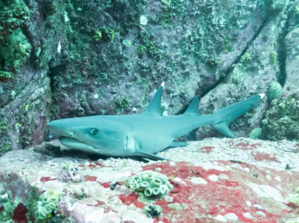 Isla del Coco 2014-14