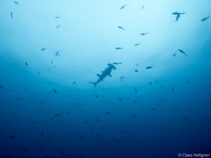 Isla del Coco 2014-18