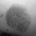 Isla del Coco 2014-22
