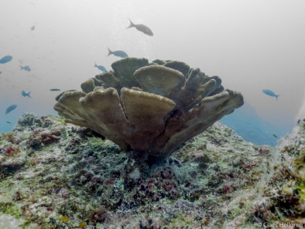 Isla del Coco 2014-25