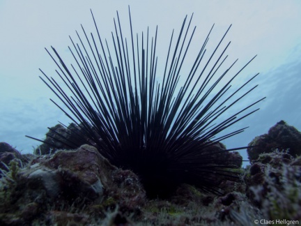 Isla del Coco 2014-55