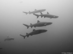 Isla del Coco 2014-57