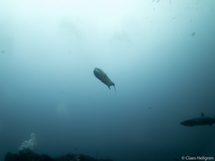 Isla del Coco 2014-58